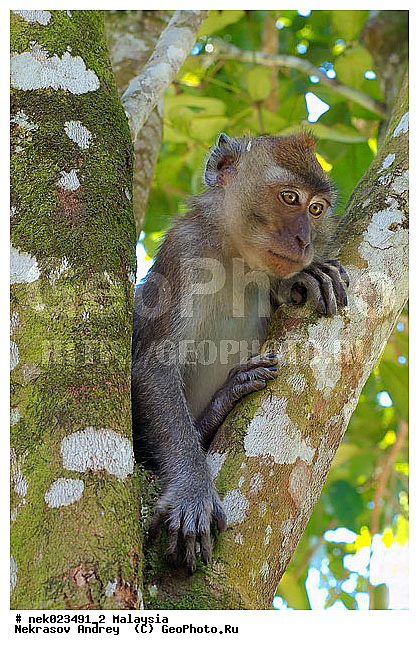 Anthropoidea, Cercopithecidae, Cercopithecinae, Euarchontoglires, Haplorhini, Macaca, Macaca fascicularis, Macacus, Primates, Primates Linnaeus, Simiae, Taman Negara , haplorrhines, primatis, ��������, �������� ��������, ������, ������������, ��������, �����������, �������������, ���������������, ������������, �����������, ������, �������, �������������, ���������, ��������� ��������, ������, ���������, ��������, �������� �����, ������, ���������, �����, ����� �������, ������������� �����, ������ ������, �����, ��������, ��������, ����������, ������, ������ �������, ������������, ������, ����������, ��������, ���������, ��������, �����, ������, �������, ���������, ���������, ���������, �����������, ������, ������, �������, �����������, �����������, �����������, �����������, ������ � �����, �������������, �������������, �����, ������, ������, ������������, ��������