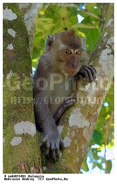 Anthropoidea, Cercopithecidae, Cercopithecinae, Euarchontoglires, Haplorhini, Macaca, Macaca fascicularis, Macacus, Primates, Primates Linnaeus, Simiae, Taman Negara , haplorrhines, primatis, ��������, �������� ��������, ������, ������������, ��������, �����������, �������������, ���������������, ������������, �����������, ������, �������, �������������, ���������, ��������� ��������, ������, ���������, ��������, �������� �����, ������, ���������, �����, ����� �������, ������������� �����, ������ ������, �����, ��������, ��������, ����������, ������, ������ �������, ������������, ������, ����������, ��������, ���������, ��������, �����, ������, �������, ���������, ���������, ���������, �����������, ������, ������, �������, �����������, �����������, �����������, �����������, ������ � �����, �������������, �������������, �����, ������, ������, ������������, ��������