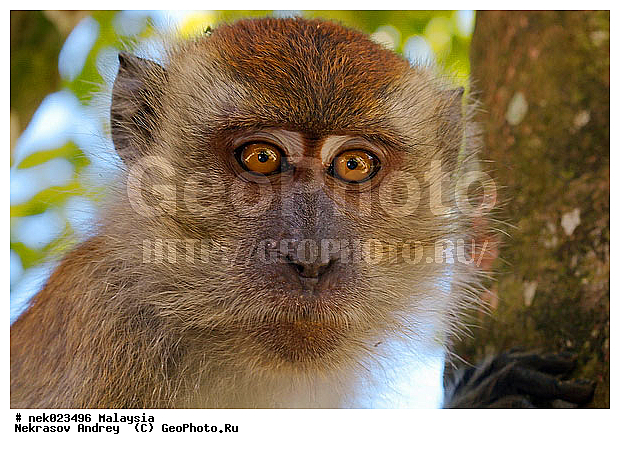 Anthropoidea, Cercopithecidae, Cercopithecinae, Euarchontoglires, Haplorhini, Macaca, Macaca fascicularis, Macacus, Primates, Primates Linnaeus, Simiae, Taman Negara , haplorrhines, primatis, ��������, �������� ��������, ������, ������������, ��������, �����������, �������������, ���������������, ������������, �����������, ������, �������, �������������, ���������, ��������� ��������, ������, ���������, ��������, �������� �����, ������, ������, ���������, ����, �����, �����, ����� �������, ������������� �����, ������ ������, �����, ��������, ��������, ����������, ������, ������, ������ �������, ������������, ������, ����������, ��������, ���������, ��������, �����, ������, �������, ���������, ���������, ���������, �����������, ��������, ������, ������, �������, �����������, �����������, �����������, �����������, ������ � �����, �������������, �������������, �����, ������, ������, ������������, ��������