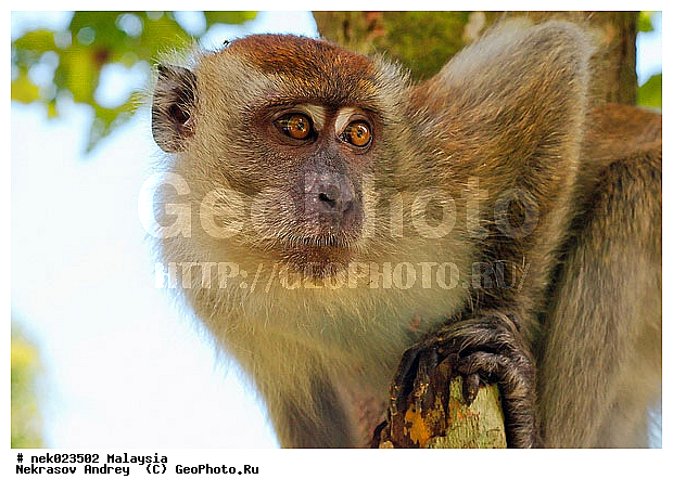 Anthropoidea, Cercopithecidae, Cercopithecinae, Euarchontoglires, Haplorhini, Macaca, Macaca fascicularis, Macacus, Primates, Primates Linnaeus, Simiae, Taman Negara , haplorrhines, primatis, ��������, �������� ��������, ������, ������������, ��������, �����������, �������������, ���������������, ������������, �����������, ������, �������, �������������, ���������, ��������� ��������, ������, ���������, ��������, �������� �����, ������, ���������, �����, ����� �������, ������������� �����, ������ ������, �����, ��������, ��������, ����������, ������, ������ �������, ������������, ������, ����������, ��������, ���������, ��������, �����, ������, �������, ���������, ���������, ���������, �����������, ������, ������, �������, �����������, �����������, �����������, �����������, ������ � �����, �������������, �������������, �����, ������, ������, ������������, ��������