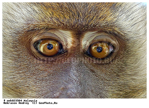 Anthropoidea, Cercopithecidae, Cercopithecinae, Euarchontoglires, Haplorhini, Macaca, Macaca fascicularis, Macacus, Primates, Primates Linnaeus, Simiae, Taman Negara , haplorrhines, primatis, ��������, �������� ��������, ������, ������������, ��������, �����������, �������������, ���������������, ������������, �����������, ������, �������, �������������, ���������, ��������� ��������, ������, ���������, ��������, �������� �����, ������, ������, ���������, ����, �����, �����, ����� �������, ������������� �����, ������ ������, �����, ��������, ��������, ����������, ������, ������, ������ �������, ������������, ������, ����������, ��������, ���������, ��������, �����, ������, �������, ���������, ���������, ���������, �����������, ��������, ������, ������, �������, �����������, �����������, �����������, �����������, ������ � �����, �������������, �������������, �����, ������, ������, ������������, ��������