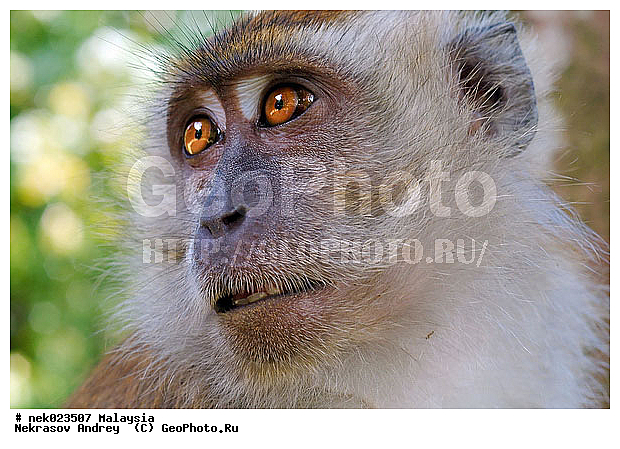 Anthropoidea, Cercopithecidae, Cercopithecinae, Euarchontoglires, Haplorhini, Macaca, Macaca fascicularis, Macacus, Primates, Primates Linnaeus, Simiae, Taman Negara , haplorrhines, primatis, ��������, �������� ��������, ������, ������������, ��������, �����������, �������������, ���������������, ������������, �����������, ������, �������, �������������, ���������, ��������� ��������, ������, ���������, ��������, �������� �����, ������, ������, ���������, ����, �����, �����, ����� �������, ������������� �����, ������ ������, �����, ��������, ��������, ����������, ������, ������, ������ �������, ������������, ������, ����������, ��������, ���������, ��������, �����, ������, �������, ���������, ���������, ���������, �����������, ��������, ������, ������, �������, �����������, �����������, �����������, �����������, ������ � �����, �������������, �������������, �����, ������, ������, ������������, ��������
