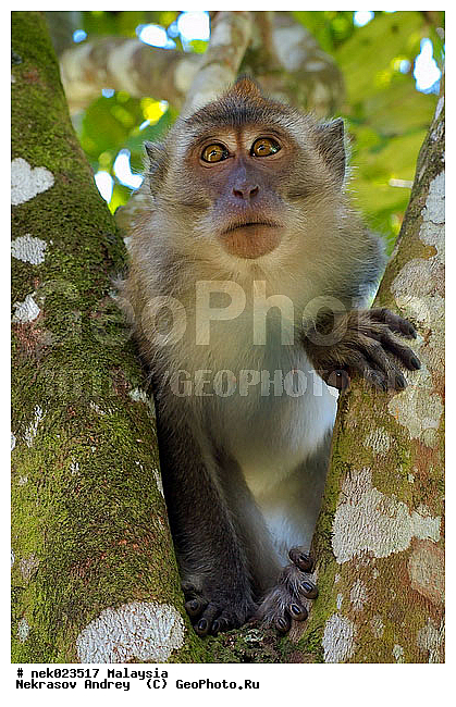 Anthropoidea, Cercopithecidae, Cercopithecinae, Euarchontoglires, Haplorhini, Macaca, Macaca fascicularis, Macacus, Primates, Primates Linnaeus, Simiae, Taman Negara , haplorrhines, primatis, ��������, �������� ��������, ������, ������������, ��������, �����������, �������������, ���������������, ������������, �����������, ������, �������, �������������, ���������, ��������� ��������, ������, ���������, ��������, �������� �����, ������, ���������, �����, ����� �������, ������������� �����, ������ ������, �����, ��������, ��������, ����������, ������, ������ �������, ������������, ������, ����������, ��������, ���������, ��������, �����, ������, �������, ���������, ���������, ���������, �����������, ������, ������, �������, �����������, �����������, �����������, �����������, ������ � �����, �������������, �������������, �����, ������, ������, ������������, ��������
