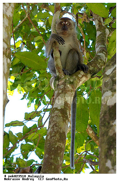 Anthropoidea, Cercopithecidae, Cercopithecinae, Euarchontoglires, Haplorhini, Macaca, Macaca fascicularis, Macacus, Primates, Primates Linnaeus, Simiae, Taman Negara , haplorrhines, primatis, ��������, �������� ��������, ������, ������������, ��������, �����������, �������������, ���������������, ������������, �����������, ������, �������, �������������, ���������, ��������� ��������, ������, ���������, ��������, �������� �����, ������, ���������, �����, ����� �������, ������������� �����, ������ ������, �����, ��������, ��������, ����������, ������, ������ �������, ������������, ������, ����������, ��������, ���������, ��������, �����, ������, �������, ���������, ���������, ���������, �����������, ������, ������, �������, �����������, �����������, �����������, �����������, ������ � �����, �������������, �������������, �����, ������, ������, ������������, ��������