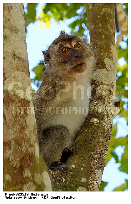Anthropoidea, Cercopithecidae, Cercopithecinae, Euarchontoglires, Haplorhini, Macaca, Macaca fascicularis, Macacus, Primates, Primates Linnaeus, Simiae, Taman Negara , haplorrhines, primatis, ��������, �������� ��������, ������, ������������, ��������, �����������, �������������, ���������������, ������������, �����������, ������, �������, �������������, ���������, ��������� ��������, ������, ���������, ��������, �������� �����, ������, ���������, �����, ����� �������, ������������� �����, ������ ������, �����, ��������, ��������, ����������, ������, ������ �������, ������������, ������, ����������, ��������, ���������, ��������, �����, ������, �������, ���������, ���������, ���������, �����������, ������, ������, �������, �����������, �����������, �����������, �����������, ������ � �����, �������������, �������������, �����, ������, ������, ������������, ��������