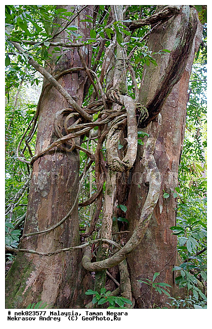 Taman Negara, ��������, ����� ������, ������, ����, ���������, �������, �������, ������ ������, ��������, ����������, ���������� Taman Negara, ���������� ����� ������, ���, ������, �����, �������, �����������, ��������������, ����, ������, ������, �������, ����������� ���, ������ � �����