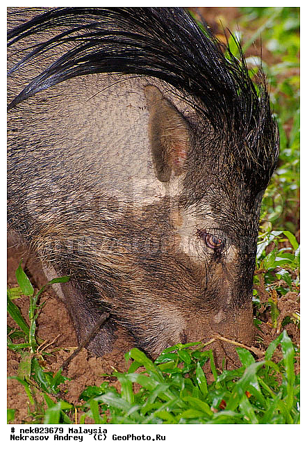 S. scrofa, Suidae, Sus, Sus scrofa, Taman Negara, ��������, �������� ��������, �����, ������, ������������, ��������, �������������, ���������, �������������, ������������, �����������, ������, ������, ��������, �����, ������, ���������, �����, ����� �������, ����� ������, ������ ������, �����, ��������, ��������, ����������, ������������, ������, ����������, �����, ������, �������, ���������, ���������, ���������, �����������, ������, ������, �������, �����������, �����������, �����������, �����������, ������ � �����, �������������, �������������, �����, ������, ������, ������������, ��������, �������������, �����, �����, XYZ, ������, Suidae, �����, �����, ����� ������, Sus scrofa