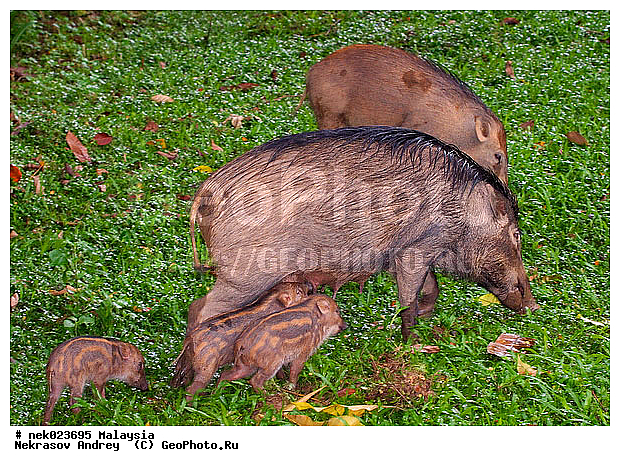 S. scrofa, Suidae, Sus, Sus scrofa, Taman Negara, ��������, �������� ��������, �����, ������, ������������, ��������, �������������, ���������, �������������, ������������, �����������, ������, ������, ��������, �����, ������, ���������, �����, ����� �������, ����� ������, ������ ������, �����, ��������, ��������, ����������, ������������, ������, ����������, �����, ������, �������, ���������, ���������, ���������, �����������, ������, ������, �������, �����������, �����������, �����������, �����������, ������ � �����, �������������, �������������, �����, ������, ������, ������������, ��������, �������������, �����, �����, XYZ, ������, Suidae, �����, �����, ����� ������, Sus scrofa