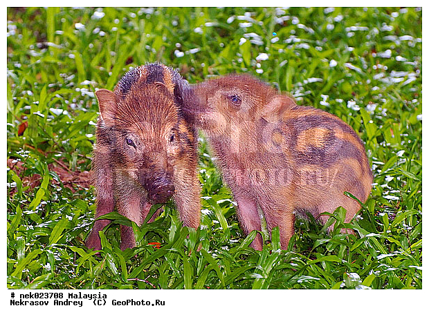 S. scrofa, Suidae, Sus, Sus scrofa, Taman Negara, ��������, �������� ��������, �����, ������, ������������, ��������, �������������, ���������, �������������, ������������, �����������, ������, ������, ��������, ������, �����, ������, ������, ���������, ���, ����, �����, ����� �������, ����� ������, ������ ������, �����, ��������, ��������, ����������, ������������, ������, ����������, �����, ������, ����, �������, ���������, ���������, ���������, �����������, ������, ������, �������, �����������, �����������, �����������, �����������, ������ � �����, �������������, �������������, �����, ������, ������, ������������, ��������, �������������, �����, �����, XYZ, ������, Suidae, �����, �����, ����� ������, Sus scrofa
