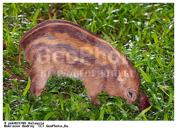 S. scrofa, Suidae, Sus, Sus scrofa, Taman Negara, ��������, �������� ��������, �����, ������, ������������, ��������, �������������, ���������, �������������, ������������, �����������, ������, ������, ��������, �����, ������, ���������, �����, ����� �������, ����� ������, ������ ������, �����, ��������, ��������, ����������, ������������, ������, ����������, �����, ������, �������, ���������, ���������, ���������, �����������, ������, ������, �������, �����������, �����������, �����������, �����������, ������ � �����, �������������, �������������, �����, ������, ������, ������������, ��������, �������������, �����, �����, XYZ, ������, Suidae, �����, �����, ����� ������, Sus scrofa