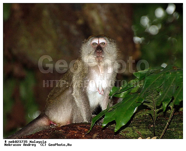 Anthropoidea, Cercopithecidae, Cercopithecinae, Euarchontoglires, Haplorhini, Macaca, Macaca fascicularis, Macacus, Primates, Primates Linnaeus, Simiae, Taman Negara , haplorrhines, primatis, ��������, �������� ��������, ������, ������������, ��������, �����������, �������������, ���������������, ������������, �����������, ������, �������, �������������, ���������, ��������� ��������, ������, ���������, ��������, �������� �����, ������, ���������, �����, ����� �������, ������������� �����, ������ ������, �����, ��������, ��������, ����������, ������, ������ �������, ������������, ������, ����������, ��������, ���������, ��������, �����, ������, �������, ���������, ���������, ���������, �����������, ������, ������, �������, �����������, �����������, �����������, �����������, ������ � �����, �������������, �������������, �����, ������, ������, ������������, ��������