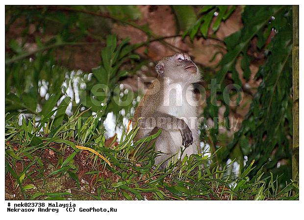 Anthropoidea, Cercopithecidae, Cercopithecinae, Euarchontoglires, Haplorhini, Macaca, Macaca fascicularis, Macacus, Primates, Primates Linnaeus, Simiae, Taman Negara , haplorrhines, primatis, ��������, �������� ��������, ������, ������������, ��������, �����������, �������������, ���������������, ������������, �����������, ������, �������, �������������, ���������, ��������� ��������, ������, ���������, ��������, �������� �����, ������, ���������, �����, ����� �������, ������������� �����, ������ ������, �����, ��������, ��������, ����������, ������, ������ �������, ������������, ������, ����������, ��������, ���������, ��������, �����, ������, �������, ���������, ���������, ���������, �����������, ������, ������, �������, �����������, �����������, �����������, �����������, ������ � �����, �������������, �������������, �����, ������, ������, ������������, ��������