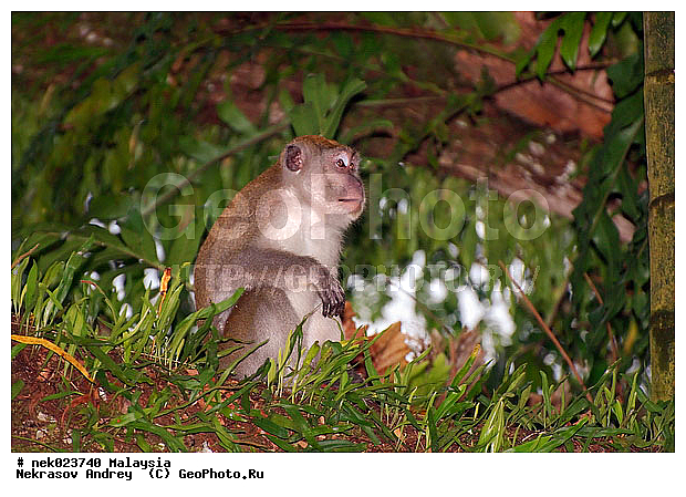 Anthropoidea, Cercopithecidae, Cercopithecinae, Euarchontoglires, Haplorhini, Macaca, Macaca fascicularis, Macacus, Primates, Primates Linnaeus, Simiae, Taman Negara, haplorrhines, primatis, ��������, �������� ��������, ������, ������������, ��������, �����������, �������������, ���������������, ������������, �����������, ������, �������, �������������, ���������, ��������� ��������, ������, ���������, ��������, �������� �����, ������, ���������, �����, ����� �������, ������������� �����, ������ ������, �����, ��������, ��������, ����������, ������, ������ �������, ������������, ������, ����������, ��������, ���������, ��������, �����, ������, �������, ���������, ���������, ���������, �����������, ������, ������, �������, �����������, �����������, �����������, �����������, ������ � �����, �������������, �������������, �����, ������, ������, ������������, ��������