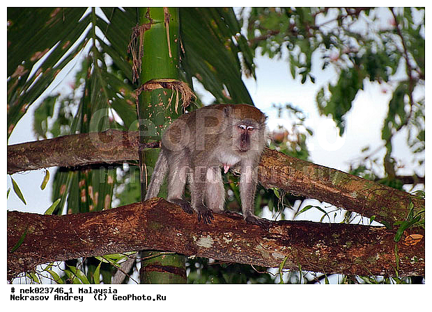 Anthropoidea, Cercopithecidae, Cercopithecinae, Euarchontoglires, Haplorhini, Macaca, Macaca fascicularis, Macacus, Primates, Primates Linnaeus, Simiae, Taman Negara, haplorrhines, primatis, ��������, �������� ��������, ������, ������������, ��������, �����������, �������������, ���������������, ������������, �����������, ������, �������, �������������, ���������, ��������� ��������, ������, ���������, ��������, �������� �����, ������, ���������, �����, ����� �������, ������������� �����, ������ ������, �����, ��������, ��������, ����������, ������, ������ �������, ������������, ������, ����������, ��������, ���������, ��������, �����, ������, �������, ���������, ���������, ���������, �����������, ������, ������, �������, �����������, �����������, �����������, �����������, ������ � �����, �������������, �������������, �����, ������, ������, ������������, ��������