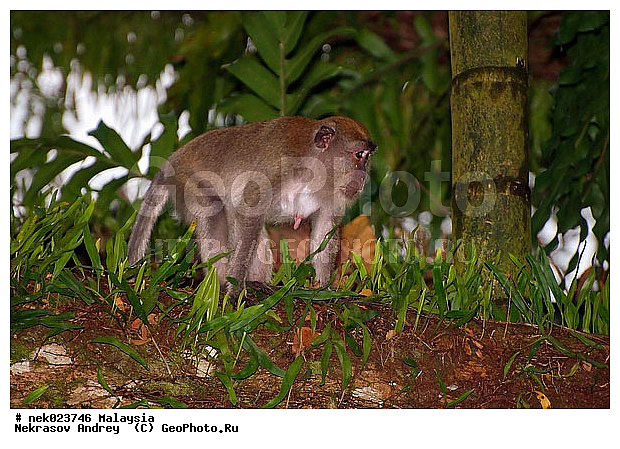 Anthropoidea, Cercopithecidae, Cercopithecinae, Euarchontoglires, Haplorhini, Macaca, Macaca fascicularis, Macacus, Primates, Primates Linnaeus, Simiae, Taman Negara, haplorrhines, primatis, ��������, �������� ��������, ������, ������������, ��������, �����������, �������������, ���������������, ������������, �����������, ������, �������, �������������, ���������, ��������� ��������, ������, ���������, ��������, �������� �����, ������, ���������, �����, ����� �������, ������������� �����, ������ ������, �����, ��������, ��������, ����������, ������, ������ �������, ������������, ������, ����������, ��������, ���������, ��������, �����, ������, �������, ���������, ���������, ���������, �����������, ������, ������, �������, �����������, �����������, �����������, �����������, ������ � �����, �������������, �������������, �����, ������, ������, ������������, ��������