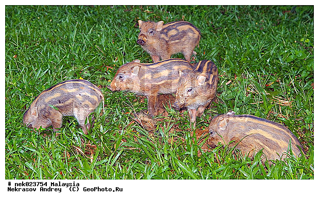 S. scrofa, Suidae, Sus, Sus scrofa, Taman Negara, ��������, �������� ��������, �����, ������, ������������, ��������, �������������, ���������, �������������, ������������, �����������, ������, ������, ��������, �����, ������, ���������, �����, ����� �������, ����� ������, ������ ������, �����, ��������, ��������, ����������, ������������, ������, ����������, �����, ������, �������, ���������, ���������, ���������, �����������, ������, ������, �������, �����������, �����������, �����������, �����������, ������ � �����, �������������, �������������, �����, ������, ������, ������������, ��������, �������������, �����, �����, XYZ, ������, Suidae, �����, �����, ����� ������, Sus scrofa