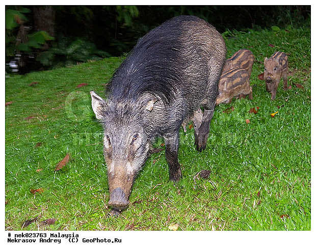S. scrofa, Suidae, Sus, Sus scrofa, Taman Negara, ��������, �������� ��������, �����, ������, ������������, ��������, �������������, ���������, �������������, ������������, �����������, ������, ������, ��������, �����, ������, ���������, �����, ����� �������, ����� ������, ������ ������, �����, ��������, ��������, ����������, ������������, ������, ����������, �����, ������, �������, ���������, ���������, ���������, �����������, ������, ������, �������, �����������, �����������, �����������, �����������, ������ � �����, �������������, �������������, �����, ������, ������, ������������, ��������, �������������, �����, �����, XYZ, ������, Suidae, �����, �����, ����� ������, Sus scrofa