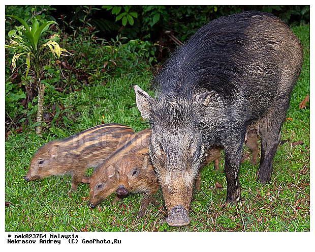 S. scrofa, Suidae, Sus, Sus scrofa, Taman Negara, ��������, �������� ��������, �����, ������, ������������, ��������, �������������, ���������, �������������, ������������, �����������, ������, ������, ��������, �����, ������, ���������, �����, ����� �������, ����� ������, ������ ������, �����, ��������, ��������, ����������, ������������, ������, ����������, �����, ������, �������, ���������, ���������, ���������, �����������, ������, ������, �������, �����������, �����������, �����������, �����������, ������ � �����, �������������, �������������, �����, ������, ������, ������������, ��������, �������������, �����, �����, XYZ, ������, Suidae, �����, �����, ����� ������, Sus scrofa