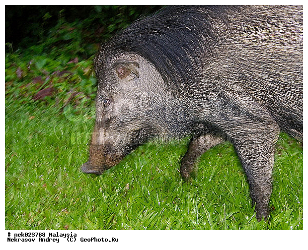 S. scrofa, Suidae, Sus, Sus scrofa, Taman Negara, ��������, �������� ��������, �����, ������, ������������, ��������, �������������, ���������, �������������, ������������, �����������, ������, ������, ��������, �����, ������, ���������, �����, ����� �������, ����� ������, ������ ������, �����, ��������, ��������, ����������, ������������, ������, ����������, �����, ������, �������, ���������, ���������, ���������, �����������, ������, ������, �������, �����������, �����������, �����������, �����������, ������ � �����, �������������, �������������, �����, ������, ������, ������������, ��������, �������������, �����, �����, XYZ, ������, Suidae, �����, �����, ����� ������, Sus scrofa