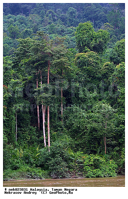 Taman Negara, ��������, ����� ������, ������, ����, ���������, �������, ������ ������, ��������, ����������, ���������� Taman Negara, ���������� ����� ������, ������, �����, �������, �����������, ��������������, ����, ������, ������, �������, ����������� ���, ������ � �����