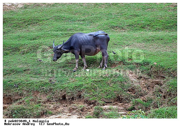 Taman Negara, ��������, �������� ��������, ������������, ��������, ������, ������, ���������, �����, ����� �������, ������ ������, �����, ��������, ��������, ����������, ������������, ������, ����������, �����, ������, �������, ���������, ���������, ���������, �����������, ������, ������, �������, �����������, �����������, �����������, �����������, ������ � �����, �������������, �������������, �����, ������, ������, ������������, ��������