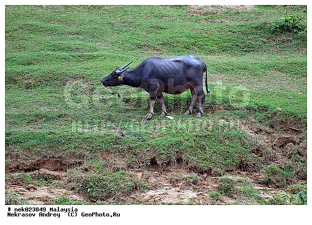 Taman Negara, ��������, �������� ��������, ������������, ��������, ������, ������, ���������, �����, ����� �������, ������ ������, �����, ��������, ��������, ����������, ������������, ������, ����������, �����, ������, �������, ���������, ���������, ���������, �����������, ������, ������, �������, �����������, �����������, �����������, �����������, ������ � �����, �������������, �������������, �����, ������, ������, ������������, ��������