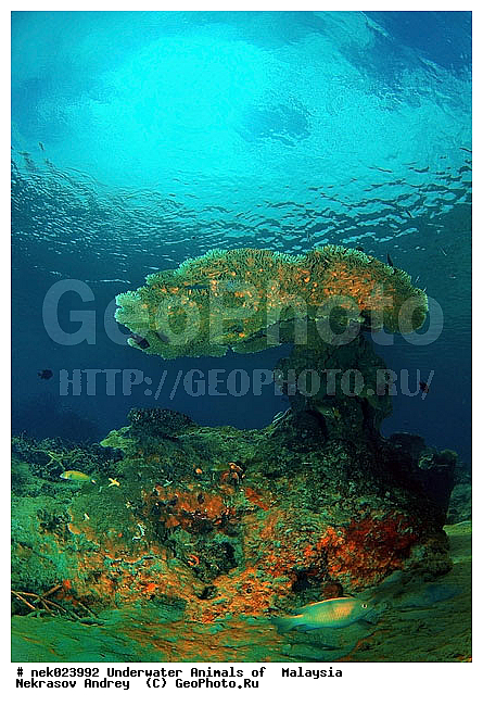 ��������, ��������� ���, ����-��������� ����, �����������, ������, ��������, ����, ������, ������, ������, �����, ������, �������, ������, �������, ����� �������, ��������, ��������, ����� ����, ����, ����������, ����������, ����������, �������, ����, �������, ������� �����, �������, �������, ���������, ��������� ����, ���������, �����, ������������, ������������, ���������, ����������, ���������� ��� ����, ���, ���������, ��������� ����������, ���������, ���������, ���������, ��������� ����������, ���������, ��������� �����, ��� �����, ����������, �������, �������, �������, ����, ��������, ��������, �������, �����������, �����������, �����������, ����-��������� ����, ������������� ����, �������������, �������������, Laut China Selatan, ������������� ����, ����� �����, �������������, �������������, �����������