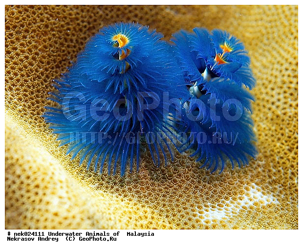 ��������, ��������� ���, ����-��������� ����, �����������, ������, ��������, ������, ������, ����, ������, ������, ������, �����, ������, �������, ������, �������, ���, ����, ����� �������, ��������, ��������, ����� ����, ����, ����������, ����������, ����������, �������, ����, �����, �����������, �����, ��������, �������, ������� �����, �������, �������, ���������, ��������� ����, ���������, �����, ������������, ������������, ���������, ����, ����������, ���������� ��� ����, ���, ���������, ��������� �����������, ��������� ����������, ���������, ���������, ���������, ��������� ����������, ���������, ��������� �����, ��� �����, ����������, �������, �������, �������, ����, ��������, ��������, �������, �����������, �����������, �����������, ����-��������� ����, ������������� ����, �������������, �������������, Laut China Selatan, ������������� ����, ����� �����, �������������, �������������, �����������