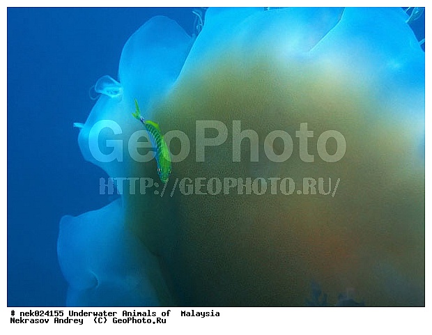 Cyaneidae, Linnaeus, ��������, ����������������, ��������, ��������� ���, ����������, ����������, �����������, ����-��������� ����, �����������, ������, ��������, ����, ������, ������, �����, ������, �������, ������, �������, ����� �������, ��������, ��������, ����� ����, ����, ����������, ����������, ����������, �������, ����, �������, ������� �����, �������, �������, ���������, ��������� ����, ���������, �����, ������������, ������������, ���������, ����������, ���������� ��� ����, ���, ���������, ��������� ����������, ���������, ���������, ���������, ��������� ����������, ���������, ��������� �����, ��� �����, ��������, ����������, �������, �������, �������, ����, ����, ����, ��������, ��������, �������, �����������, �����������, �����������, ����-��������� ����, ������������� ����, �������������, �������������, Laut China Selatan, ������������� ����, ����� �����, �������������, �������������, �����������, ��������, ��������, XYZ, Cyaneidae, ���������� ������, Cyanea capillata, Cyanea arctica