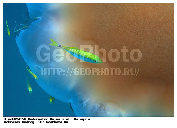 Cyaneidae, Linnaeus, ��������, ����������������, ��������, ��������� ���, ����������, ����������, �����������, ����-��������� ����, �����������, ������, ��������, ����, ������, ������, �����, ������, �������, ������, �������, ����� �������, ��������, ��������, ����� ����, ����, ����������, ����������, ����������, �������, ����, �����, �����������, �����, ��������, �������, ������� �����, �������, �������, ���������, ��������� ����, ���������, �����, ������������, ������������, ���������, ����������, ���������� ��� ����, ���, ���������, ��������� �����������, ��������� ����������, ���������, ���������, ���������, ��������� ����������, ���������, ��������� �����, ��� �����, ��������, ����������, �������, �������, �������, ����, ����, ����, ��������, ��������, �������, �����������, �����������, �����������, ����-��������� ����, ������������� ����, �������������, �������������, Laut China Selatan, ������������� ����, ����� �����, �������������, �������������, �����������, ��������, ��������, XYZ, Cyaneidae, ���������� ������, Cyanea capillata, Cyanea arctica