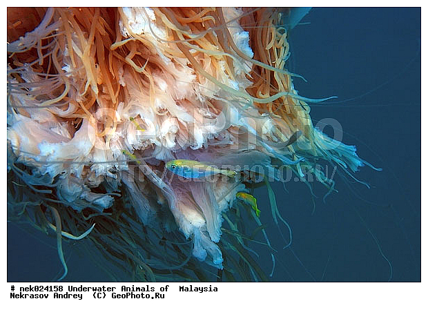 Cyaneidae, Linnaeus, ��������, ����������������, ��������, ��������� ���, ����������, ����������, �����������, ����-��������� ����, �����������, ������, ��������, ����, ������, ������, �����, ������, �������, ������, �������, ����� �������, ��������, ��������, ����� ����, ����, ����������, ����������, ����������, �������, ����, �����, �����������, �����, ��������, �������, ������� �����, �������, �������, ���������, ��������� ����, ���������, �����, ������������, ������������, ���������, ����������, ���������� ��� ����, ���, ���������, ��������� �����������, ��������� ����������, ���������, ���������, ���������, ��������� ����������, ���������, ��������� �����, ��� �����, ��������, ����������, �������, �������, �������, ����, ��������, ��������, �������, �����������, �����������, �����������, ����-��������� ����, ������������� ����, �������������, �������������, Laut China Selatan, ������������� ����, ����� �����, �������������, �������������, �����������, ��������, ��������, XYZ, Cyaneidae, ���������� ������, Cyanea capillata, Cyanea arctica