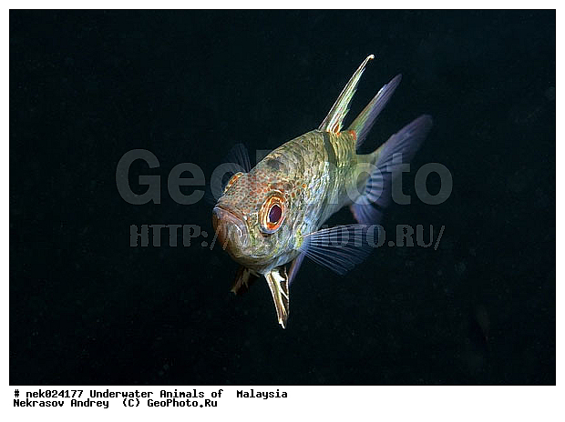 ��������, ��������� ���, ����-��������� ����, �����������, ������, ��������, ����, ������, ������, ������, �����, ������, �������, ������, �������, ����� �������, ��������, ��������, ����� ����, ����, ����������, ����������, ����������, �������, ����, �������, ������� �����, �������, �������, ������, ������, ����, ���������, ��������� ����, ���������, �����, ������������, ������������, ���������, ����������, ���������� ��� ����, ���, ���������, ��������� ����������, ���������, ���������, ���������, ��������� ����������, ���������, ��������� �����, ��� �����, ����������, �������, �������, �������, ����, ����, ����, ��������, ��������, �������, �����������, �����������, �����������, ������ ���, ����-��������� ����, ������������� ����, �������������, �������������, Laut China Selatan, ������������� ����, ����� �����, �������������, �������������, �����������