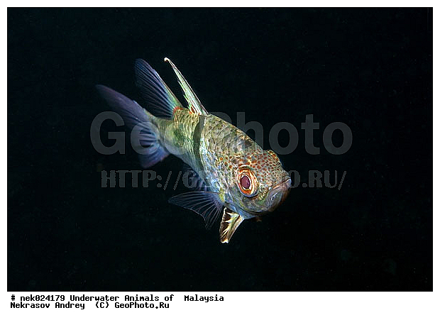 ��������, ��������� ���, ����-��������� ����, �����������, ������, ��������, ����, ������, ������, ������, �����, ������, �������, ������, �������, ����� �������, ��������, ��������, ����� ����, ����, ����������, ����������, ����������, �������, ����, �������, ������� �����, �������, �������, ������, ������, ����, ���������, ��������� ����, ���������, �����, ������������, ������������, ���������, ����������, ���������� ��� ����, ���, ���������, ��������� ����������, ���������, ���������, ���������, ��������� ����������, ���������, ��������� �����, ��� �����, ����������, �������, �������, �������, ����, ����, ����, ��������, ��������, �������, �����������, �����������, �����������, ������ ���, ����-��������� ����, ������������� ����, �������������, �������������, Laut China Selatan, ������������� ����, ����� �����, �������������, �������������, �����������