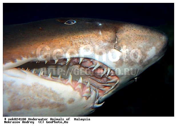 Carcharias, Carcharias taurus, sand tiger shark, taurus, ��������, ��������� ���, ����-��������� ����, �����������, �����, �����, ������, ��������, ����, ������, ������, ������, �����, ������, �������, ������, �������, ����� �������, ��������, ��������, ��������, ����� ����, ����, ����������, ����������, ����������, �������, ����, �������, ������� �����, �������, �������, ������, ������, ����, ���������, ��������� ����, ���������, ������������, ������������ �������� �����, �����, ������������, ������������, ���������, �������, �������, �������, ��������, �������� �������� �����, ����������, ���������� ��� ����, ���, ���������, ��������� ����������, ���������, ���������, ���������, ��������� ����������, ���������, ��������� �����, ��� �����, ����������, �������, �������, �������, ����, ����, ����, ��������, ��������, ��������, �������, �����������, �����������, �����������, ������, ������, �������, ������, ��������, ������ ���, ����-��������� ����, ������������� ����, �������������, �������������, Laut China Selatan, ������������� ����, ����� �����, �������������, �������������, �����������