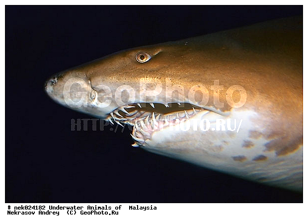 Carcharias, Carcharias taurus, sand tiger shark, taurus, ��������, ��������� ���, ����-��������� ����, �����������, �����, �����, ������, ��������, ����, ������, ������, ������, �����, ������, �������, ������, �������, ����� �������, ��������, ��������, ��������, ����� ����, ����, ����������, ����������, ����������, �������, ����, �������, ������� �����, �������, �������, ������, ������, ����, ���������, ��������� ����, ���������, ������������, ������������ �������� �����, �����, ������������, ������������, ���������, �������, �������, �������, ��������, �������� �������� �����, ����������, ���������� ��� ����, ���, ���������, ��������� ����������, ���������, ���������, ���������, ��������� ����������, ���������, ��������� �����, ��� �����, ����������, �������, �������, �������, ����, ����, ����, ��������, ��������, ��������, �������, �����������, �����������, �����������, ������, ������, �������, ������, ��������, ������ ���, ����-��������� ����, ������������� ����, �������������, �������������, Laut China Selatan, ������������� ����, ����� �����, �������������, �������������, �����������