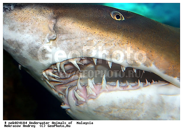 Carcharias, Carcharias taurus, sand tiger shark, taurus, ��������, ��������� ���, ����-��������� ����, �����������, �����, �����, ������, ��������, ����, ������, ������, �����, ������, �������, ������, �������, ����� �������, ��������, ��������, ��������, ����� ����, ����, ����������, ����������, ����������, �������, ����, �������, ������� �����, �������, �������, ������, ������, ����, ���������, ��������� ����, ���������, ������������, ������������ �������� �����, �����, ������������, ������������, ���������, �������, �������, �������, ��������, �������� �������� �����, ����������, ���������� ��� ����, ���, ���������, ��������� ����������, ���������, ���������, ���������, ��������� ����������, ���������, ��������� �����, ��� �����, ��������, ����������, �������, �������, �������, ����, ����, ����, ��������, ��������, ��������, �������, �����������, �����������, �����������, ������, ������, �������, ������, ��������, ������ ���