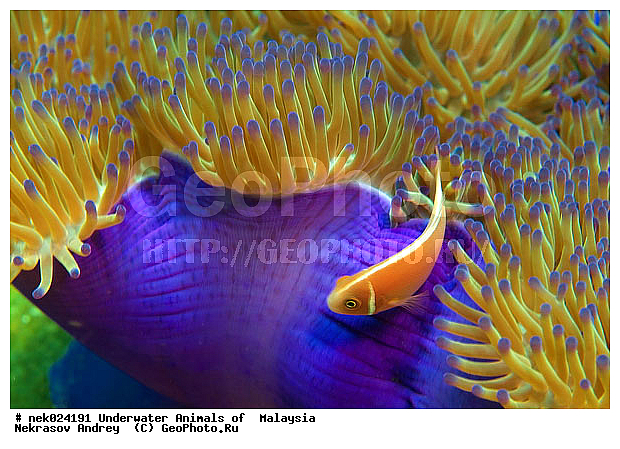 Amphiprion, Amphiprioninae, Amphiprion perideraion, Pink skunk clownfish, Premnas, ���������, ��������, �������� ����, ��������, ����, �������������, ��������� ���, �������������, ����-������, ��������, ����-��������� ����, �����������, ������, ��������, ����, ������, ������, �����, ������, �������, ������, �������, ����� �������, ��������, ��������, ����� ����, ����, �����, ������, ����������, ����������, ����������, �������, ����, �������, ������� �����, �������, �������, ���������, ��������� ����, ���������, �����, ������������, ������������, ���������, ����������, ���������� ��� ����, ���, ���������, ��������� ����������, ���������, ���������, ���������, ��������� ����������, ���������, ��������� �����, ��� �����, ��������, ����������, �������, �������, �������, ����, ����, ����-�����, ����, ����-������, ��������, ��������, �������, �����������, �����������, �����������, �������, �������, ������, �������, ����-��������� ����, ������������� ����, �������������, �������������, Laut China Selatan, ������������� ����, ����� �����, �������������, �������������, �����������, ����-�����, ���� �����, ����-�����, ���� �����