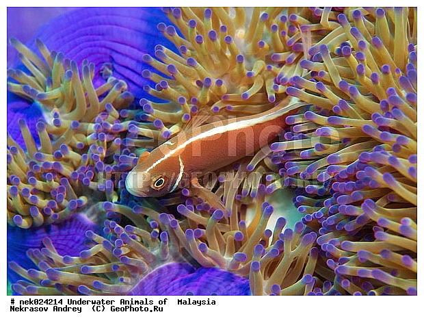 Amphiprion, Amphiprioninae, Amphiprion perideraion, Pink skunk clownfish, Premnas, ���������, ��������, �������� ����, ��������, ����, �������������, ��������� ���, �������������, ����-������, ��������, ����-��������� ����, �����������, ������, ��������, ����, ������, ������, ������, �����, ������, �������, ������, �������, ����� �������, ��������, ��������, ����� ����, ����, �����, ������, ����������, ����������, ����������, �������, ����, �������, ������� �����, �������, �������, ���������, ��������� ����, ���������, �����, ������������, ������������, ���������, ����������, ���������� ��� ����, ���, ���������, ��������� ����������, ���������, ���������, ���������, ��������� ����������, ���������, ��������� �����, ��� �����, ����������, �������, �������, �������, ����, ����, ����-�����, ����, ����-������, ��������, ��������, �������, �����������, �����������, �����������, �������, �������, ������, �������, ����-��������� ����, ������������� ����, �������������, �������������, Laut China Selatan, ������������� ����, ����� �����, �������������, �������������, �����������, ����-�����, ���� �����, ����-�����, ���� �����