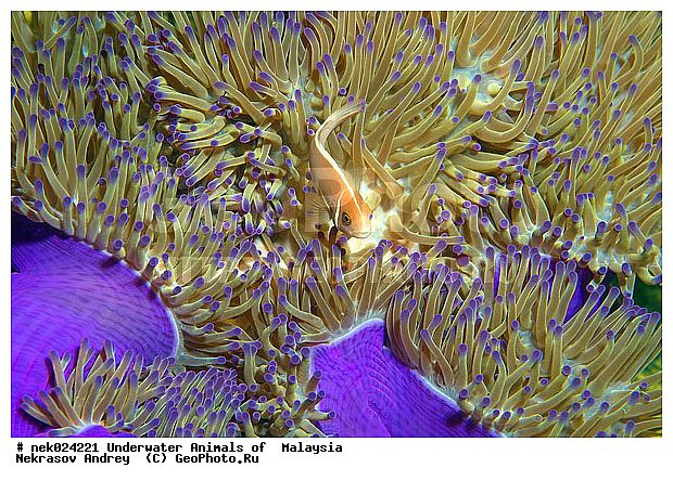Amphiprion, Amphiprioninae, Amphiprion perideraion, Pink skunk clownfish, Premnas, ���������, ��������, �������� ����, ��������, ����, �������������, ��������� ���, �������������, ����-������, ��������, ����-��������� ����, �����������, ������, ��������, ����, ������, ������, ������, �����, ������, �������, ������, �������, ����� �������, ��������, ��������, ����� ����, ����, �����, ������, ����������, ����������, ����������, �������, ����, �������, ������� �����, �������, �������, ���������, ��������� ����, ���������, �����, ������������, ������������, ���������, ����������, ���������� ��� ����, ���, ���������, ��������� ����������, ���������, ���������, ���������, ��������� ����������, ���������, ��������� �����, ��� �����, ����������, �������, �������, �������, ����, ����, ����-�����, ����, ����-������, ��������, ��������, �������, �����������, �����������, �����������, �������, �������, ������, �������, ����-��������� ����, ������������� ����, �������������, �������������, Laut China Selatan, ������������� ����, ����� �����, �������������, �������������, �����������, ����-�����, ���� �����, ����-�����, ���� �����
