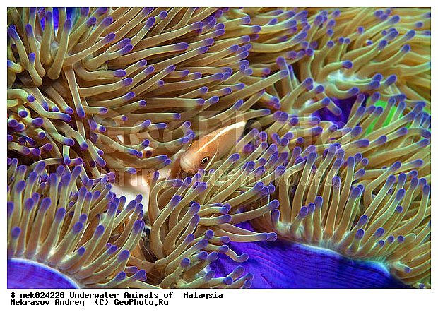 Amphiprion, Amphiprioninae, Amphiprion perideraion, Pink skunk clownfish, Premnas, ���������, ��������, �������� ����, ��������, ����, �������������, ��������� ���, �������������, ����-������, ��������, ����-��������� ����, �����������, ������, ��������, ����, ������, ������, ������, �����, ������, �������, ������, �������, ����� �������, ��������, ��������, ����� ����, ����, �����, ������, ����������, ����������, ����������, �������, ����, �������, ������� �����, �������, �������, ���������, ��������� ����, ���������, �����, ������������, ������������, ���������, ����������, ���������� ��� ����, ���, ���������, ��������� ����������, ���������, ���������, ���������, ��������� ����������, ���������, ��������� �����, ��� �����, ����������, �������, �������, �������, ����, ����, ����-�����, ����, ����-������, ��������, ��������, �������, �����������, �����������, �����������, �������, �������, ������, �������, ����-��������� ����, ������������� ����, �������������, �������������, Laut China Selatan, ������������� ����, ����� �����, �������������, �������������, �����������, ����-�����, ���� �����, ����-�����, ���� �����