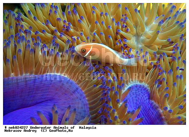 Amphiprion, Amphiprioninae, Amphiprion perideraion, Pink skunk clownfish, Premnas, ���������, ��������, �������� ����, ��������, ����, �������������, ��������� ���, �������������, ����-������, ��������, ����-��������� ����, �����������, ������, ��������, ����, ������, ������, ������, �����, ������, �������, ������, �������, ����� �������, ��������, ��������, ����� ����, ����, �����, ������, ����������, ����������, ����������, �������, ����, �������, ������� �����, �������, �������, ���������, ��������� ����, ���������, �����, ������������, ������������, ���������, ����������, ���������� ��� ����, ���, ���������, ��������� ����������, ���������, ���������, ���������, ��������� ����������, ���������, ��������� �����, ��� �����, ����������, �������, �������, �������, ����, ����, ����-�����, ����, ����-������, ��������, ��������, �������, �����������, �����������, �����������, �������, �������, ������, �������, ����-��������� ����, ������������� ����, �������������, �������������, Laut China Selatan, ������������� ����, ����� �����, �������������, �������������, �����������, ����-�����, ���� �����, ����-�����, ���� �����