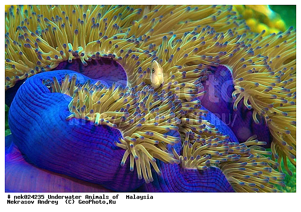 Amphiprion, Amphiprioninae, Amphiprion perideraion, Pink skunk clownfish, Premnas, ���������, ��������, �������� ����, ��������, ����, �������������, ��������� ���, �������������, ����-������, ��������, ����-��������� ����, �����������, ������, ��������, ����, ������, ������, ������, �����, ������, �������, ������, �������, ����� �������, ��������, ��������, ����� ����, ����, �����, ������, ����������, ����������, ����������, �������, ����, �������, ������� �����, �������, �������, ���������, ��������� ����, ���������, �����, ������������, ������������, ���������, ����������, ���������� ��� ����, ���, ���������, ��������� ����������, ���������, ���������, ���������, ��������� ����������, ���������, ��������� �����, ��� �����, ����������, �������, �������, �������, ����, ����, ����-�����, ����, ����-������, ��������, ��������, �������, �����������, �����������, �����������, �������, �������, ������, �������, ����-��������� ����, ������������� ����, �������������, �������������, Laut China Selatan, ������������� ����, ����� �����, �������������, �������������, �����������, ����-�����, ���� �����, ����-�����, ���� �����