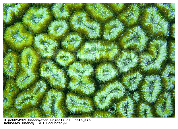 ��������, ��������� ���, ����-��������� ����, �����������, ������, ��������, ����, ������, ������, ������, �����, ������, �������, ������, �������, ����� �������, ��������, ��������, ����� ����, ����, ����������, ����������, ����������, �������, ����, �����, �����������, �����, ��������, �������, ������� �����, �������, �������, ���������, ��������� ����, ���������, �����, ������������, ������������, ���������, ����������, ���������� ��� ����, ���, ���������, ��������� �����������, ��������� ����������, ���������, ���������, ���������, ��������� ����������, ���������, ��������� �����, ��� �����, ����������, �������, �������, �������, ����, ��������, ��������, �������, �����������, �����������, �����������, ����-��������� ����, ������������� ����, �������������, �������������, Laut China Selatan, ������������� ����, ����� �����, �������������, �������������, �����������