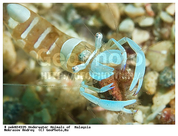 Periclimenes magnificus, ��������, ��������-����������, ��������, ��������� ���, ����-��������� ����, �����������, ������, ��������, ����, ������, ������, ������, �����, ������, �������, ������, �������, ����� �������, ��������, ��������, ����� ����, ����, ����������, ����������, ����������, �������, ����, �����, �����������, �����, ��������, �������, ������� �����, �������, �������, ���������, ��������� ����, ���������, �����, ������������, ������������, ���������, ����������, ���������� ��� ����, ���, ���������, ��������� �����������, ��������� ����������, ���������, ���������, ���������, ��������� ����������, ���������, ��������� �����, ��� �����, ����������, �������, �������, �������, ����, ��������, ��������, �������, �����������, �����������, �����������, ����������, ����-��������� ����, ������������� ����, �������������, �������������, Laut China Selatan, ������������� ����, ����� �����, �������������, �������������, �����������