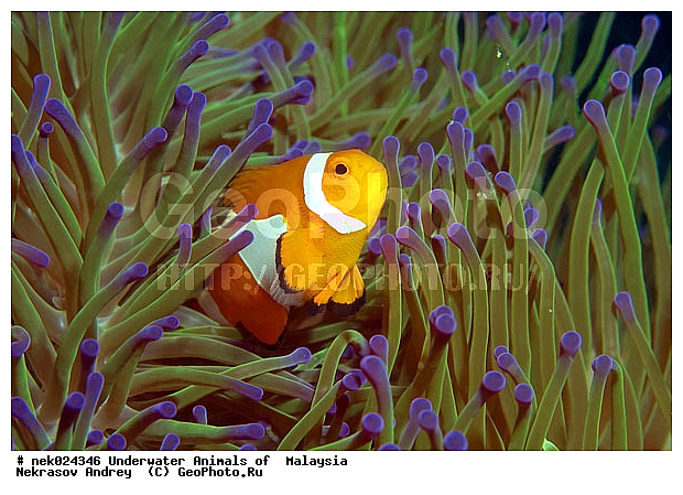 Amphiprion, Amphiprioninae, Premnas, ���������, ��������, �������� ����, ��������, ����, �������������, ��������� ���, �������������, ����-������, ��������, ����-��������� ����, �����������, ������, ��������, ����, ������, ������, �����, ������, �������, ������, �������, ����� �������, ��������, ��������, ����� ����, ����, �����, ������, ����������, ����������, ����������, �������, ����, �������, ������� �����, �������, �������, ���������, ��������� ����, ���������, �����, ������������, ������������, ���������, ����������, ���������� ��� ����, ���, ���������, ��������� ����������, ���������, ���������, ���������, ��������� ����������, ���������, ��������� �����, ��� �����, ��������, ����������, �������, �������, �������, ����, ����, ����-�����, ����, ����-������, ��������, ��������, �������, �����������, �����������, �����������, �������, �������, ������, �������, ����-��������� ����, ������������� ����, �������������, �������������, Laut China Selatan, ������������� ����, ����� �����, �������������, �������������, �����������, ����-�����, ���� �����, ����-�����, ���� �����