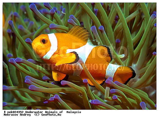 Amphiprion, Amphiprioninae, Premnas, ���������, ��������, �������� ����, ��������, ����, �������������, ��������� ���, �������������, ����-������, ��������, ����-��������� ����, �����������, ������, ��������, ����, ������, ������, ������, �����, ������, �������, ������, �������, ����� �������, ��������, ��������, ����� ����, ����, �����, ������, ����������, ����������, ����������, �������, ����, �������, ������� �����, �������, �������, ���������, ��������� ����, ���������, �����, ������������, ������������, ���������, ����������, ���������� ��� ����, ���, ���������, ��������� ����������, ���������, ���������, ���������, ��������� ����������, ���������, ��������� �����, ��� �����, ����������, �������, �������, �������, ����, ����, ����-�����, ����, ����-������, ��������, ��������, �������, �����������, �����������, �����������, �������, �������, ������, �������, ����-��������� ����, ������������� ����, �������������, �������������, Laut China Selatan, ������������� ����, ����� �����, �������������, �������������, �����������, ����-�����, ���� �����, ����-�����, ���� �����