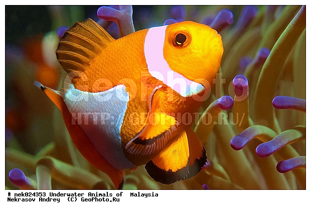 Amphiprion, Amphiprioninae, Premnas, ���������, ��������, �������� ����, ��������, ����, �������������, ��������� ���, �������������, ����-������, ��������, ����-��������� ����, �����������, ������, ��������, ����, ������, ������, �����, ������, �������, ������, �������, ����� �������, ��������, ��������, ����� ����, ����, �����, ������, ����������, ����������, ����������, �������, ����, �����, �����������, �����, ��������, �������, ������� �����, �������, �������, ���������, ��������� ����, ���������, �����, ������������, ������������, ���������, ����������, ���������� ��� ����, ���, ���������, ��������� �����������, ��������� ����������, ���������, ���������, ���������, ��������� ����������, ���������, ��������� �����, ��� �����, ��������, ����������, �������, �������, �������, ����, ����, ����-�����, ����, ����-������, ��������, ��������, �������, �����������, �����������, �����������, �������, �������, ������, �������, ����-��������� ����, ������������� ����, �������������, �������������, Laut China Selatan, ������������� ����, ����� �����, �������������, �������������, �����������, ����-�����, ���� �����, ����-�����, ���� �����