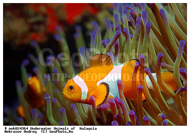 Amphiprion, Amphiprioninae, Premnas, ���������, ��������, �������� ����, ��������, ����, �������������, ��������� ���, �������������, ����-������, ��������, ����-��������� ����, �����������, ������, ��������, ����, ������, ������, �����, ������, �������, ������, �������, ����� �������, ��������, ��������, ����� ����, ����, �����, ������, ����������, ����������, ����������, �������, ����, �������, ������� �����, �������, �������, ���������, ��������� ����, ���������, �����, ������������, ������������, ���������, ����������, ���������� ��� ����, ���, ���������, ��������� ����������, ���������, ���������, ���������, ��������� ����������, ���������, ��������� �����, ��� �����, ��������, ����������, �������, �������, �������, ����, ����, ����-�����, ����, ����-������, ��������, ��������, �������, �����������, �����������, �����������, �������, �������, ������, �������, ����-��������� ����, ������������� ����, �������������, �������������, Laut China Selatan, ������������� ����, ����� �����, �������������, �������������, �����������, ����-�����, ���� �����, ����-�����, ���� �����