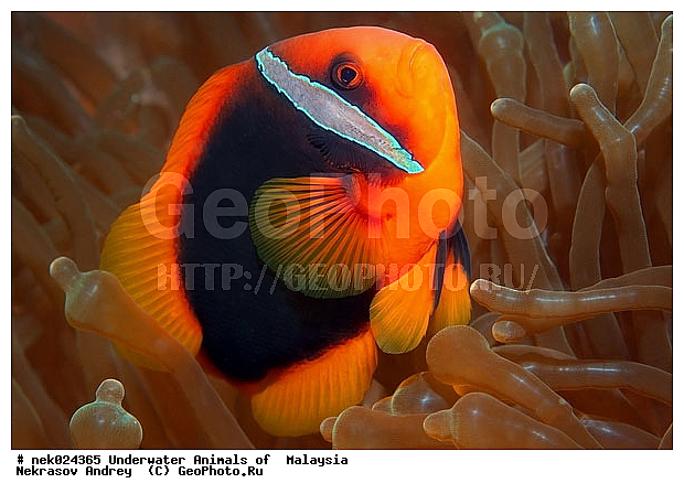Amphiprion, Amphiprioninae, Premnas, ���������, ��������, �������� ����, ��������, ����, �������������, ��������� ���, �������������, ����-������, ��������, ����-��������� ����, �����������, ������, ��������, ����, ������, ������, ������, �����, ������, �������, ������, �������, ����� �������, ��������, ��������, ����� ����, ����, �����, ������, ����������, ����������, ����������, �������, ����, �������, ������� �����, �������, �������, ���������, ��������� ����, ���������, �����, ������������, ������������, ���������, ����������, ���������� ��� ����, ���, ���������, ��������� ����������, ���������, ���������, ���������, ��������� ����������, ���������, ��������� �����, ��� �����, ����������, �������, �������, �������, ����, ����, ����-�����, ����, ����-������, ��������, ��������, �������, �����������, �����������, �����������, �������, �������, ������, �������, ����-��������� ����, ������������� ����, �������������, �������������, Laut China Selatan, ������������� ����, ����� �����, �������������, �������������, �����������, ����-�����, ���� �����, ����-�����, ���� �����
