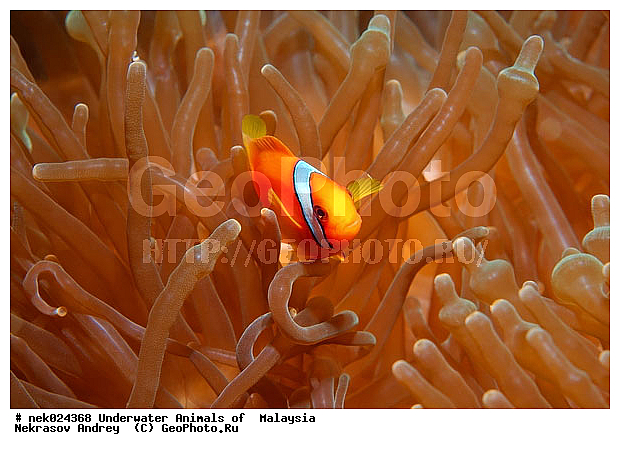 Amphiprion, Amphiprioninae, Premnas, ���������, ��������, �������� ����, ��������, ����, �������������, ��������� ���, �������������, ����-������, ��������, ����-��������� ����, �����������, ������, ��������, ����, ������, ������, ������, �����, ������, �������, ������, �������, ����� �������, ��������, ��������, ����� ����, ����, �����, ������, ����������, ����������, ����������, �������, ����, �������, ������� �����, �������, �������, ���������, ��������� ����, ���������, �����, ������������, ������������, ���������, ����������, ���������� ��� ����, ���, ���������, ��������� ����������, ���������, ���������, ���������, ��������� ����������, ���������, ��������� �����, ��� �����, ����������, �������, �������, �������, ����, ����, ����-�����, ����, ����-������, ��������, ��������, �������, �����������, �����������, �����������, �������, �������, ������, �������, ����-��������� ����, ������������� ����, �������������, �������������, Laut China Selatan, ������������� ����, ����� �����, �������������, �������������, �����������, ����-�����, ���� �����, ����-�����, ���� �����, ��������, ��������, ����, ����, XYZ, �������������, ������� ����, Pomacentridae, ���������� ����-�����, ����������� �����, ������������� ����������� �����, ������������� ���� �����, ���������� ���������, Amphiprion bicinctus